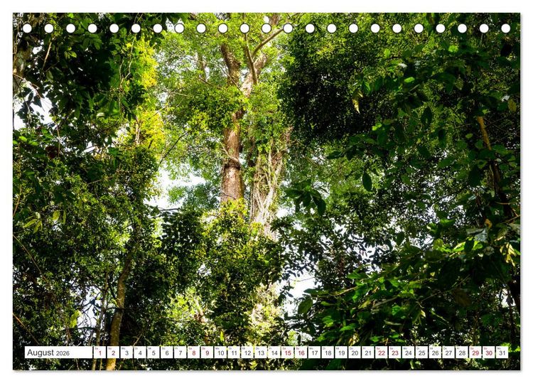 Produktbild: Gunung Leuser Nationalpark Sumatra (Tischkalender 2026 DIN A5 quer), CALVENDO Monatskalender