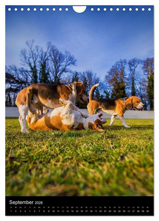Produktbild: Beagle Action - Wilde Kuscheltiere (Wandkalender 2026 DIN A4 hoch), CALVENDO Monatskalender