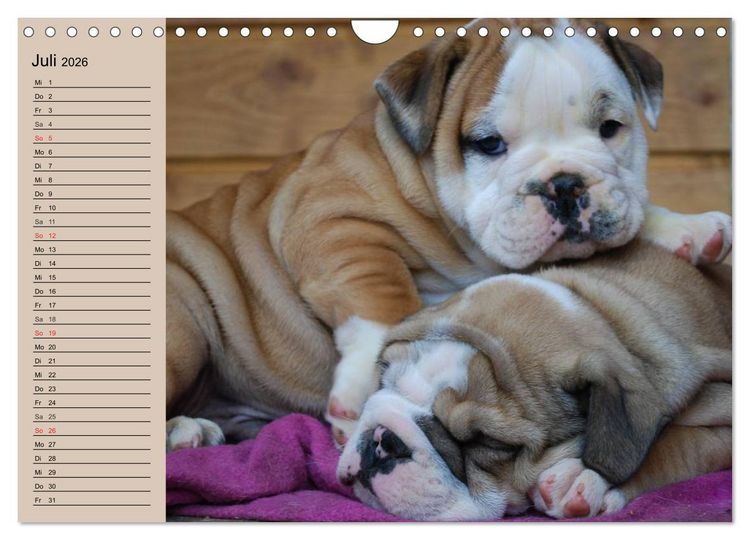 Produktbild: Bulldoggen-Kinder (Wandkalender 2026 DIN A4 quer), CALVENDO Monatskalender