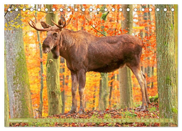 Produktbild: Elche: Nordische Riesen (Tischkalender 2026 DIN A5 quer), CALVENDO Monatskalender