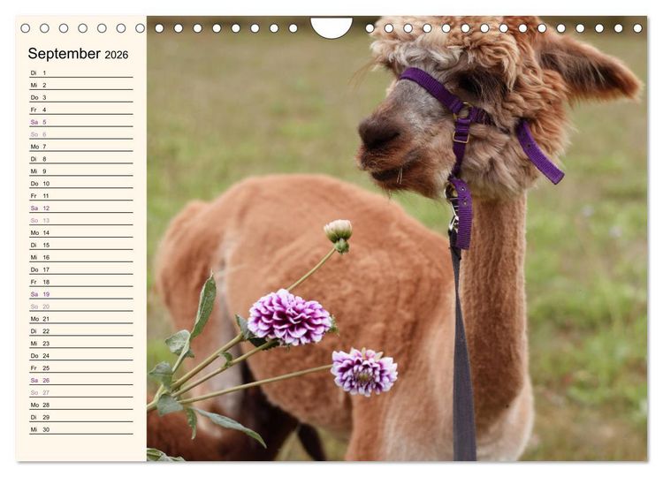 Produktbild: Alpakas im Blumenzauber (Wandkalender 2026 DIN A4 quer), CALVENDO Monatskalender