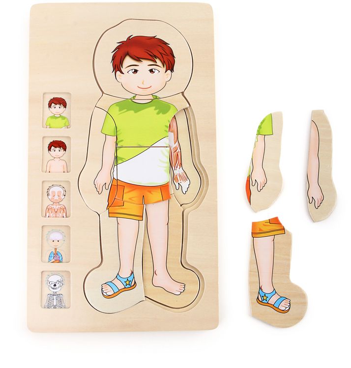 Produktbild: Schichtenpuzzle Anatomie Junge