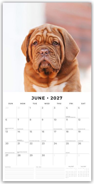 Produktbild: Dogues de Bordeaux &ndash; Bordeauxdoggen &ndash; Bordeaux Doggen 2027 &ndash; 16-Monatskalender