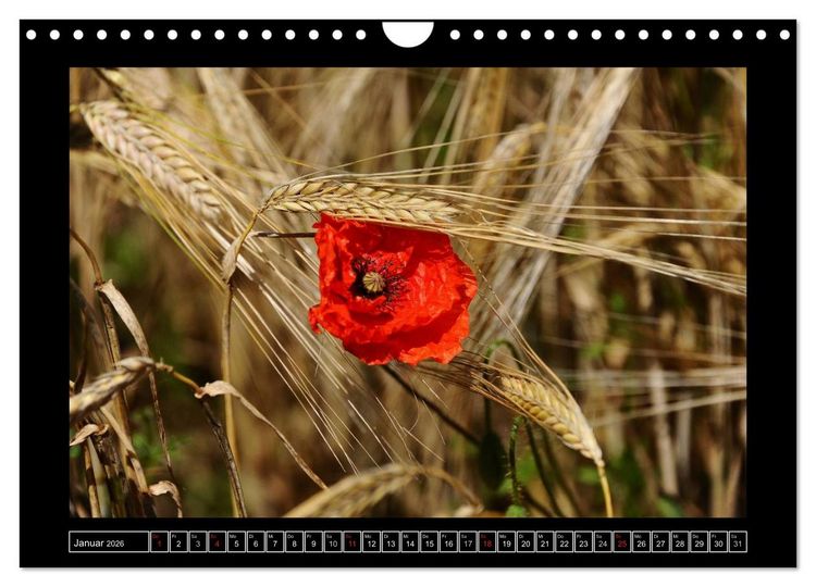 Produktbild: Roter Mohn, bunte Wiesen (Wandkalender 2026 DIN A4 quer), CALVENDO Monatskalender