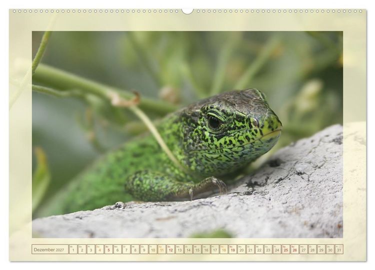 Produktbild: Minisaurier im Garten (hochwertiger Premium Wandkalender 2027 DIN A2 quer), Kunstdruck in Hochglanz