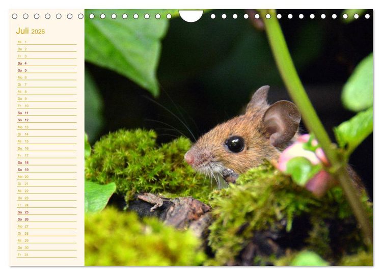 Produktbild: Gr&uuml;sse von der Maus! (Wandkalender 2026 DIN A4 quer), CALVENDO Monatskalender