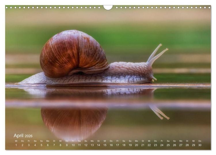 Produktbild: Eine Safari im Garten (Wandkalender 2026 DIN A3 quer), CALVENDO Monatskalender