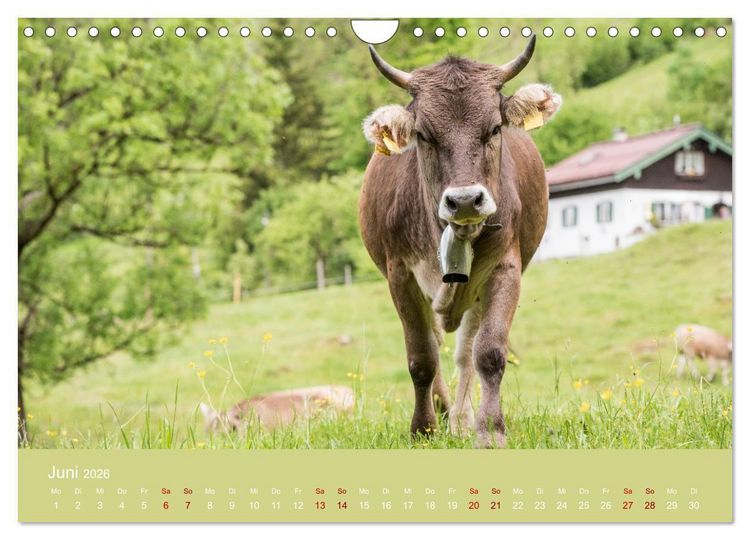 Produktbild: Allg&auml;uer Rindvieh 2026 (Wandkalender 2026 DIN A4 quer), CALVENDO Monatskalender