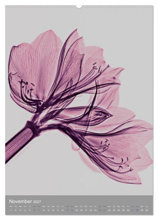 Produktbild: Blossoms between light and colour (Wall Calendar 2027 DIN A2 portrait), CALVENDO 12 Month Wall Calendar
