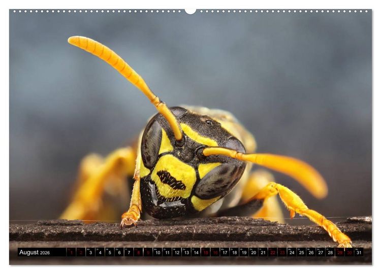 Produktbild: Faszination Makrofotografie: Wespen und Bienen (hochwertiger Premium Wandkalender 2026 DIN A2 quer), Kunstdruck in Hochglanz
