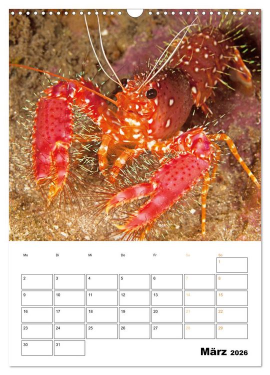 Produktbild: Farbrausch unter Wasser: Fische am Riff (Wandkalender 2026 DIN A3 hoch), CALVENDO Monatskalender