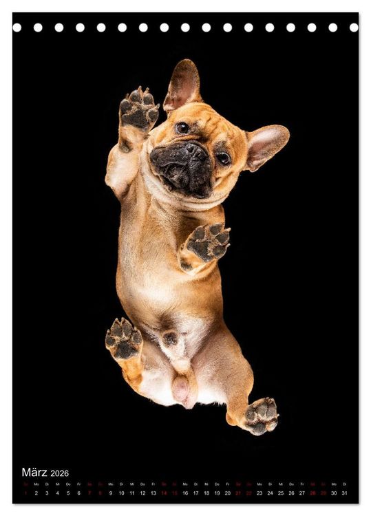 Produktbild: Bullyzauber - Franz&ouml;sische Bulldoggen (Tischkalender 2026 DIN A5 hoch), CALVENDO Monatskalender