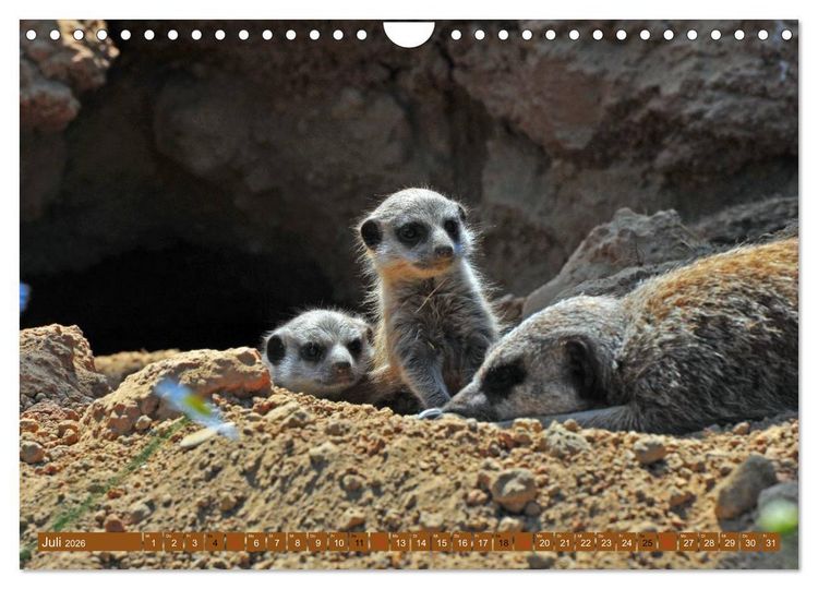 Produktbild: Erdm&auml;nnchens Kinderstube (Wandkalender 2026 DIN A4 quer), CALVENDO Monatskalender