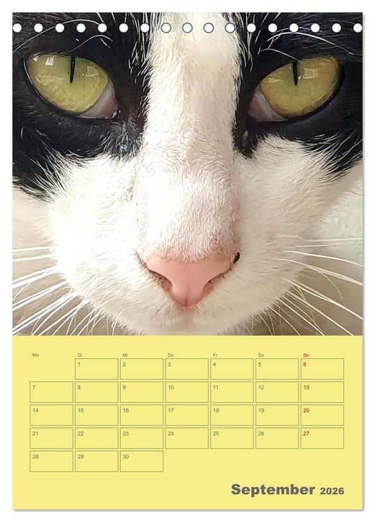 Produktbild: Cat Faces - Charakterstarke Katzengesichter ganz nah (Tischkalender 2026 DIN A5 hoch), CALVENDO Monatskalender