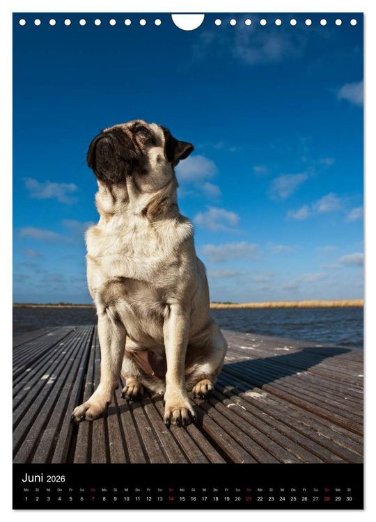 Produktbild: Das Mops-Jahr 2026 (Wandkalender 2026 DIN A4 hoch), CALVENDO Monatskalender