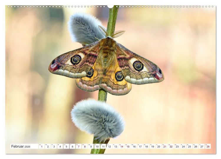 Produktbild: Nachtfalter - heimlich unterwegs, aber unheimlich sch&ouml;n (hochwertiger Premium Wandkalender 2026 DIN A2 quer), Kunstdruck in Hochglanz