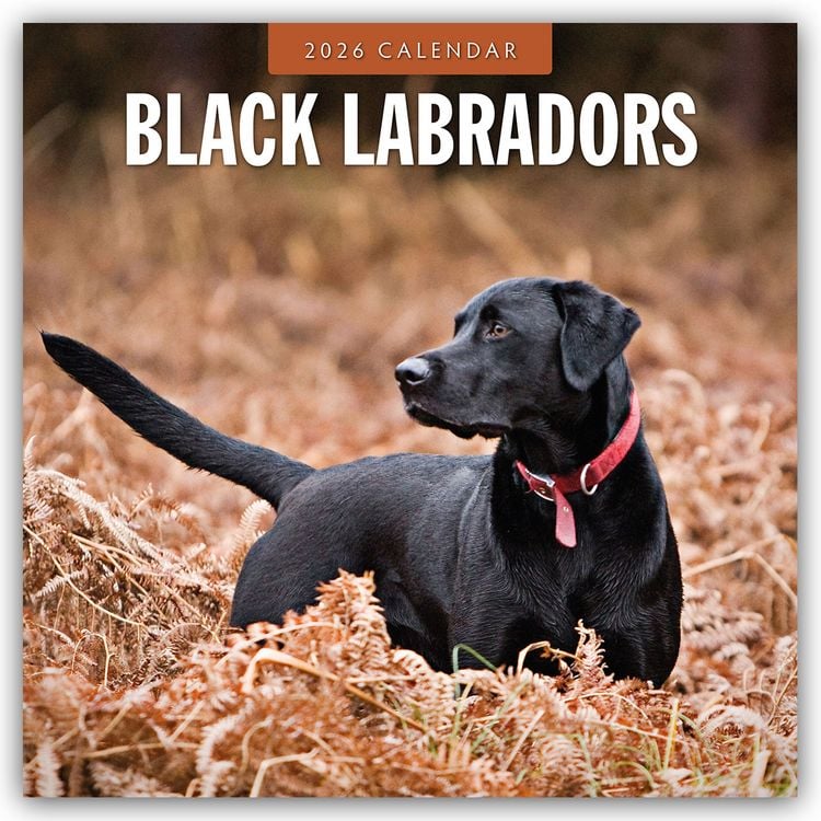 Produktbild: Black Labrador Retrievers – Schwarze Labrador Retriever 2026 – 16-Monatskalender