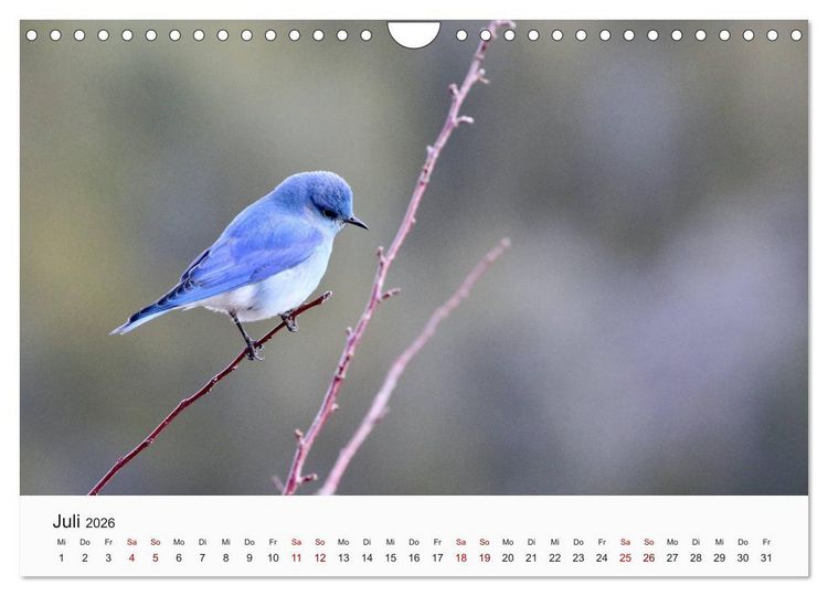 Produktbild: V&ouml;gel - Die K&ouml;nige der L&uuml;fte (Wandkalender 2026 DIN A4 quer), CALVENDO Monatskalender