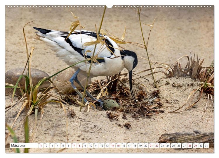 Produktbild: Sturmerprobt - V&ouml;gel an Nordfrieslands K&uuml;ste (hochwertiger Premium Wandkalender 2026 DIN A2 quer), Kunstdruck in Hochglanz