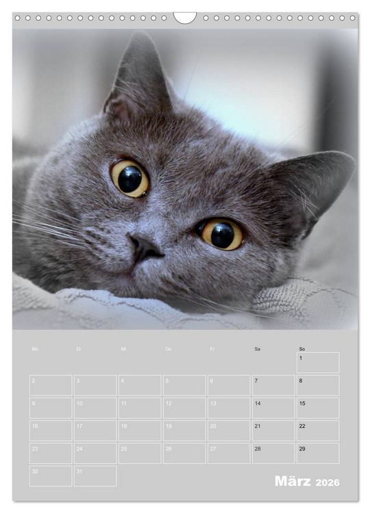 Produktbild: Graue Engel - Britischkurzhaar-Katzen (Wandkalender 2026 DIN A3 hoch), CALVENDO Monatskalender