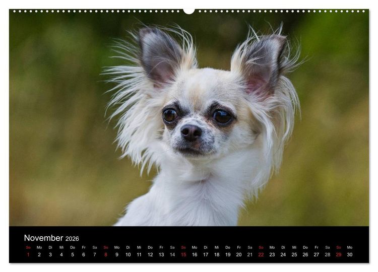 Produktbild: Chihuahua - Kleine Hunde ganz gro&szlig; (hochwertiger Premium Wandkalender 2026 DIN A2 quer), Kunstdruck in Hochglanz