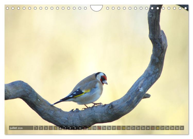 Produktbild: Chardonnerets - Portraits d'une esp&egrave;ce &eacute;blouissante (Calendrier mural 2026 DIN A4 vertical), CALVENDO calendrier mensuel
