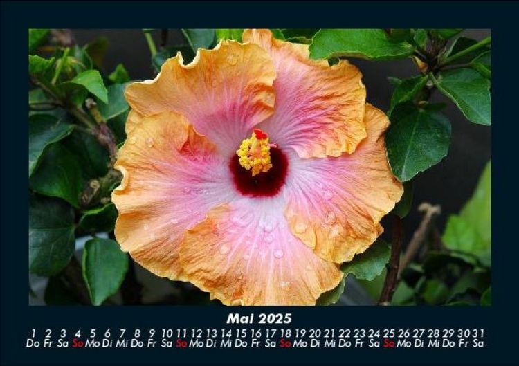 Produktbild: Blumentraum 2025 Fotokalender DIN A5