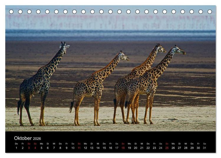 Produktbild: GIRAFFEN - Liebliche Riesen der afrikanischen Savanne (Tischkalender 2026 DIN A5 quer), CALVENDO Monatskalender