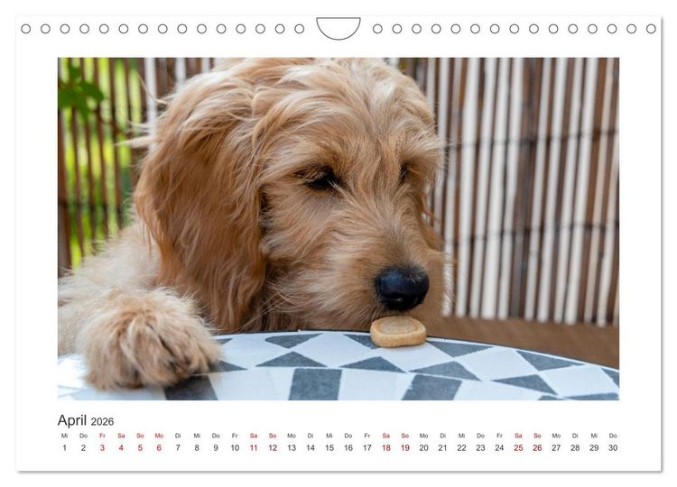 Produktbild: Mini Goldendoodle - Gl&uuml;ck ist ein Hund (Wandkalender 2026 DIN A4 quer), CALVENDO Monatskalender