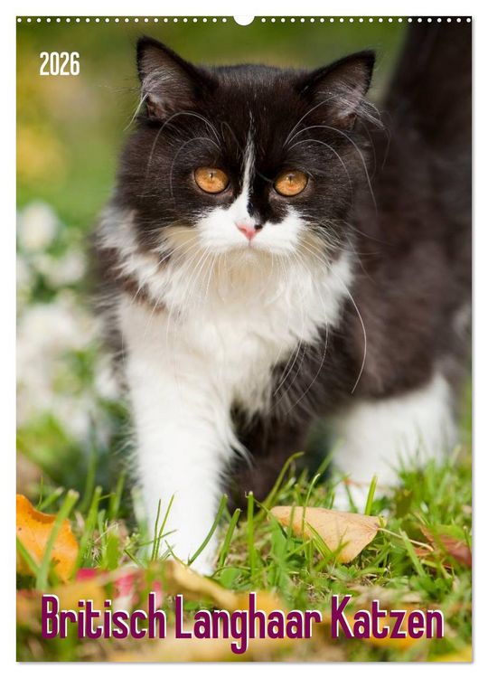 Produktbild: Britisch Langhaar Katzen (Wandkalender 2026 DIN A2 hoch), CALVENDO Monatskalender