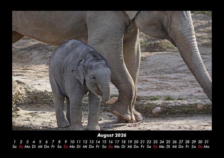 Produktbild: Der Elefantenkalender 2026 Fotokalender DIN A3