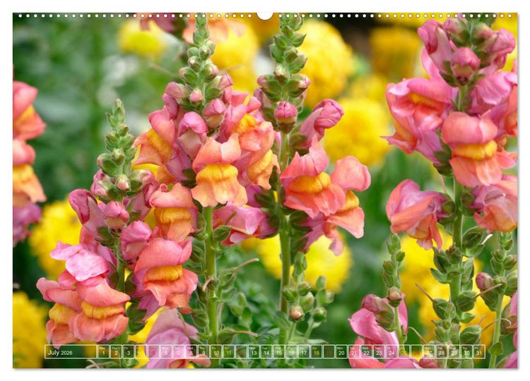 Produktbild: Blooming beauties (High Quality Premium Wall Calendar 2026 DIN A2 landscape),CALVENDO 12 Month Wall Calendar