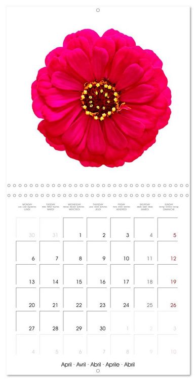 Produktbild: Beautiful Zinnias (Wall Calendar 2026 12 &times; 12 Inch) CALVENDO 12 Month Wall Calendar