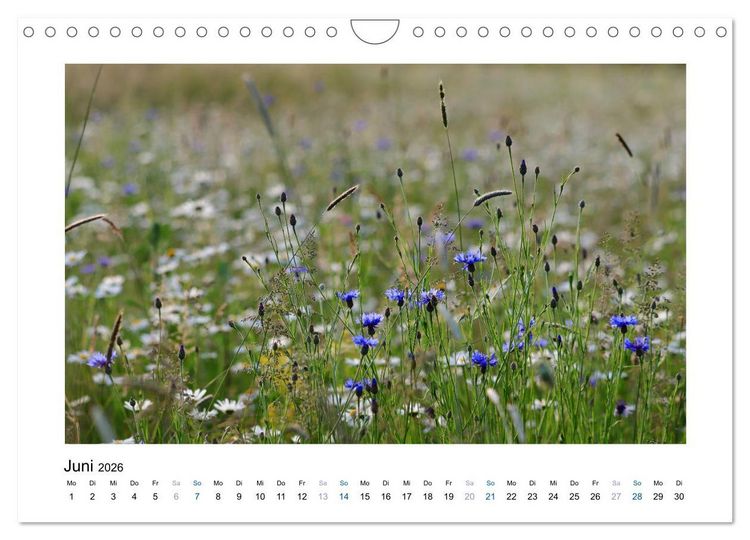 Produktbild: Kornblumen - Blaue Sch&ouml;nheiten (Wandkalender 2026 DIN A4 quer), CALVENDO Monatskalender