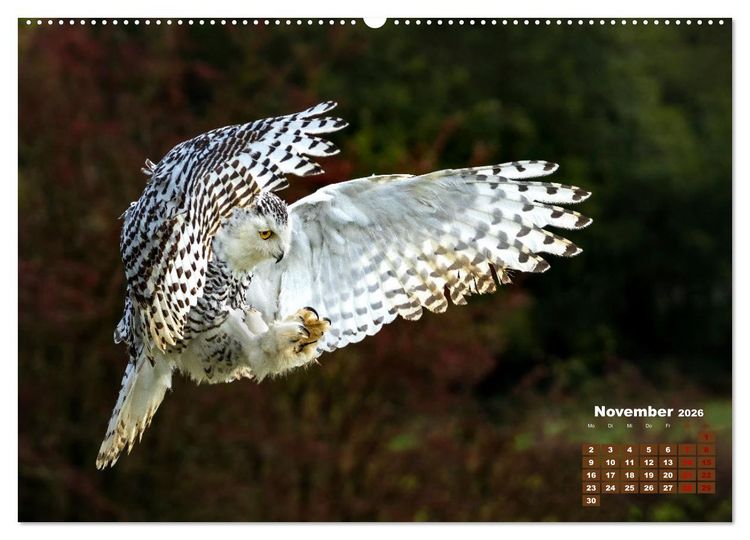 Produktbild: Tiere in freier Wildbahn by VogtArt (hochwertiger Premium Wandkalender 2026 DIN A2 quer), Kunstdruck in Hochglanz