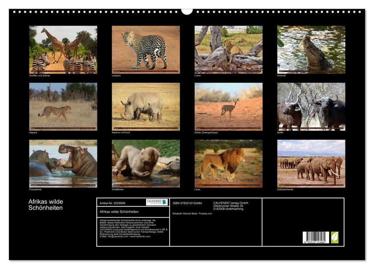 Produktbild: Afrikas wilde Sch&ouml;nheiten (Wandkalender 2026 DIN A2 quer), CALVENDO Monatskalender