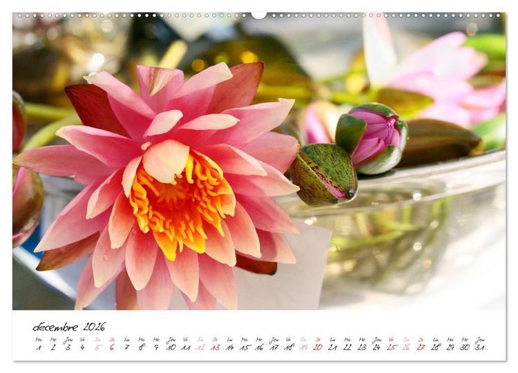 Produktbild: N&eacute;nuphars enchanteurs (Calendrier mural 2026 DIN A2 vertical), CALVENDO calendrier mensuel