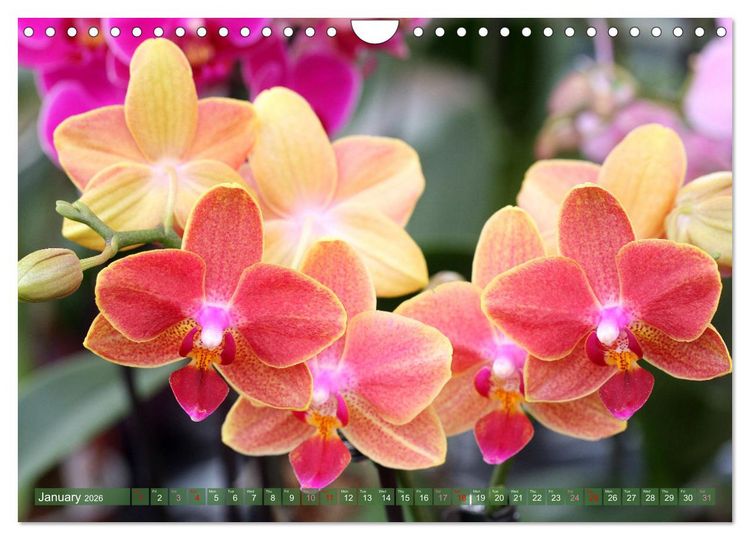 Produktbild: Orchid - A Flower Wonder (Wall Calendar 2026 DIN A4 landscape), CALVENDO 12 Month Wall Calendar