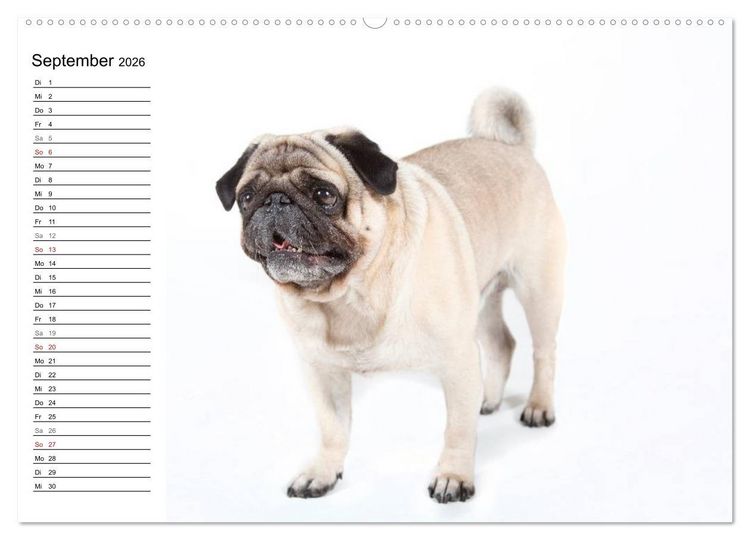 Produktbild: Mops - unwiderstehlich und charmant (hochwertiger Premium Wandkalender 2026 DIN A2 quer), Kunstdruck in Hochglanz