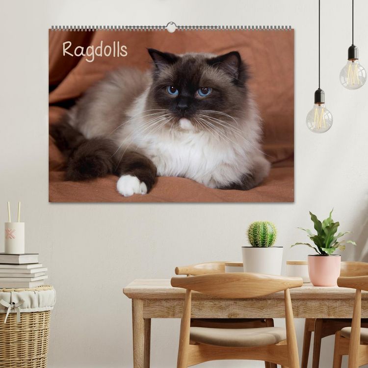 Produktbild: Ragdolls (Wandkalender 2026 DIN A2 quer), CALVENDO Monatskalender