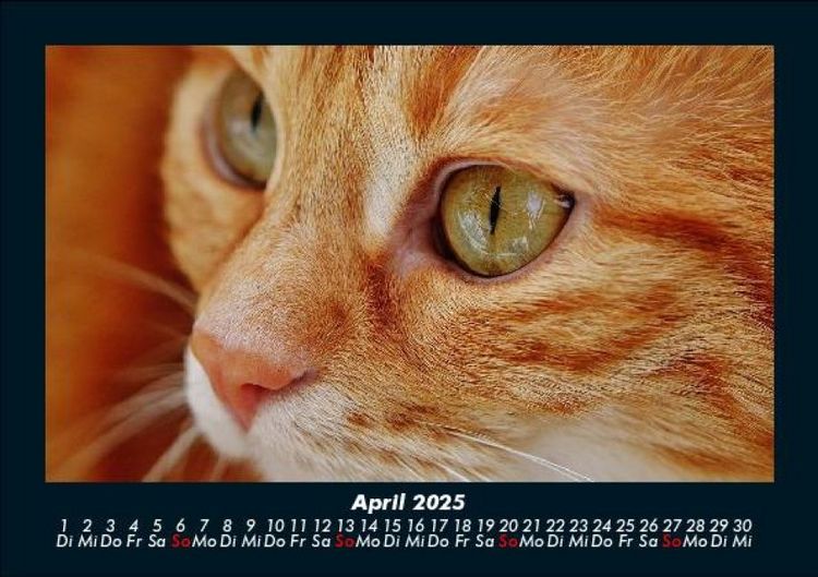 Produktbild: F&uuml;r Katzenfreunde 2025 Fotokalender DIN A5
