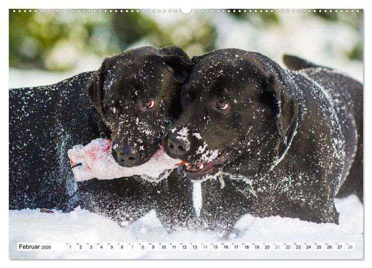 Produktbild: Freund auf 4 Pfoten - Labrador Retriever (Wandkalender 2026 DIN A2 quer), CALVENDO Monatskalender