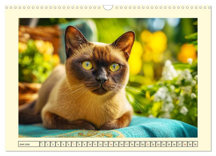 Produktbild: Burma-Katzen. Ausstrahlung und Anmut der faszinierenden Samtpfoten (Wandkalender 2026 DIN A3 quer), CALVENDO Monatskalender