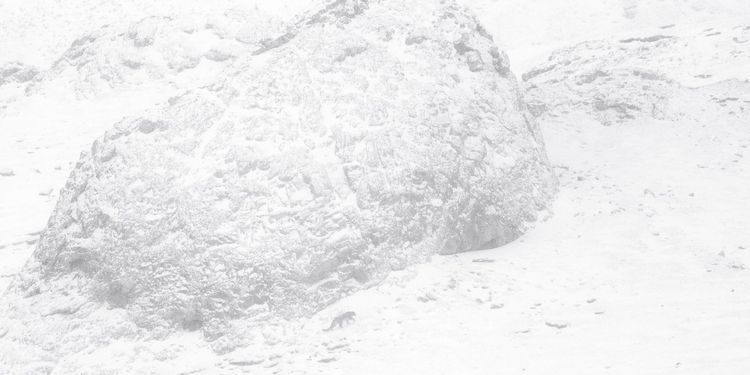 Produktbild: Der Schneeleopard