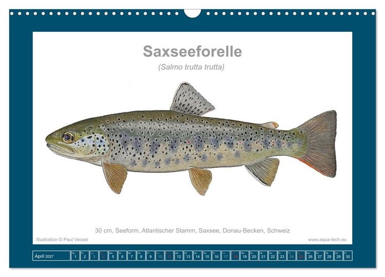 Produktbild: Fisch als Kunst 2027: Seeforellen (Wandkalender 2027 DIN A3 quer), CALVENDO Monatskalender