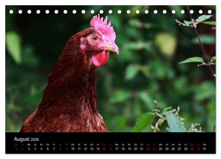 Produktbild: Eulhof (Tischkalender 2026 DIN A5 quer), CALVENDO Monatskalender