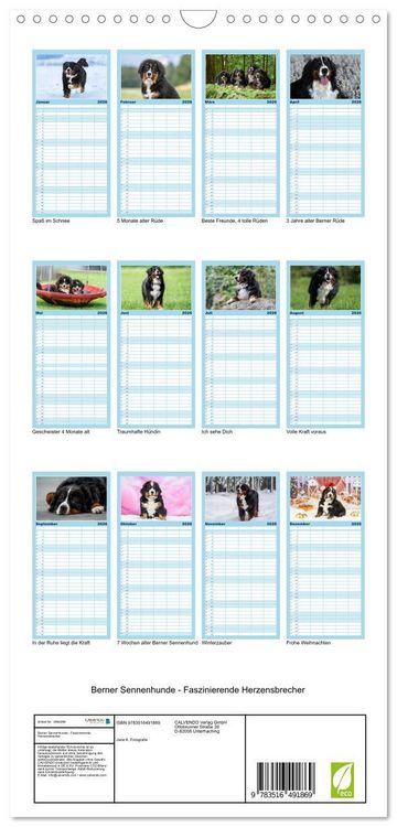 Produktbild: Familienplaner 2026 - Berner Sennenhunde - Faszinierende Herzensbrecher mit 5 Spalten (Wandkalender, 21 x 45 cm) CALVENDO