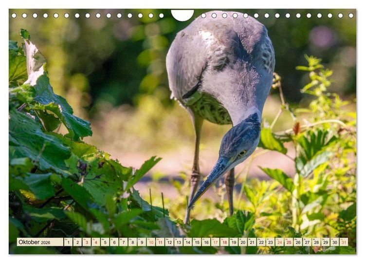 Produktbild: Unsere Vogelvielfalt: Ein Schatz zum Entdecken und Sch&uuml;tzen (Wandkalender 2026 DIN A4 quer), CALVENDO Monatskalender