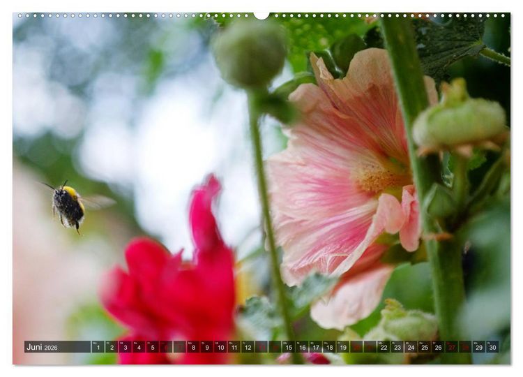 Produktbild: Stockrosen - Traumhafte Sch&ouml;nheiten (Wandkalender 2026 DIN A2 quer), CALVENDO Monatskalender