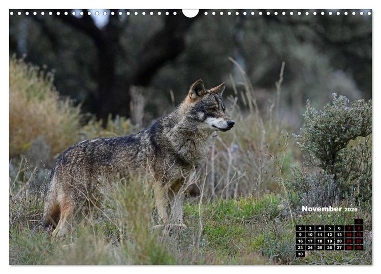 Produktbild: Willkommen Wolf (Wandkalender 2026 DIN A3 quer), CALVENDO Monatskalender